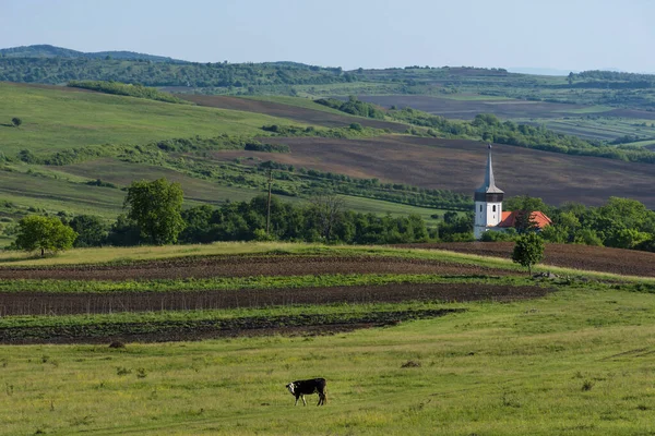 Krajina Zemědělskými Poli Malý Půvabný Kostel Krávy Pasoucí Transylvánii Rumunsko — Stock fotografie