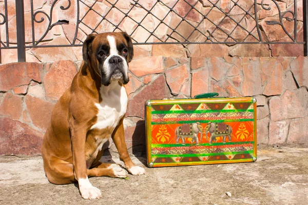 Köpek ve renkli retro çanta