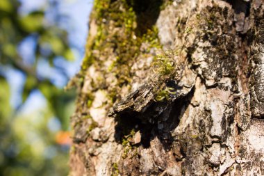 bir ağaç gövdesi üzerinde taze yeşil yosun
