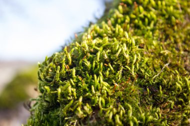 bir ağaç gövdesi üzerinde taze yeşil yosun