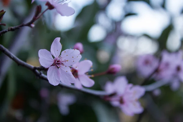 Pobočka Třešňové květy růžové — Stock fotografie