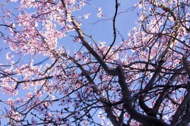 kiraz çiçekleri pembe Şubesi