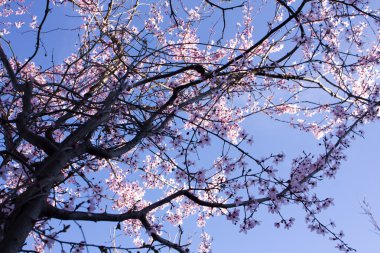 kiraz çiçekleri pembe Şubesi