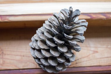 Fotoğraf çam koni closeup kahverengi