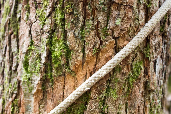 bir ağaç gövdesi sarılı ip