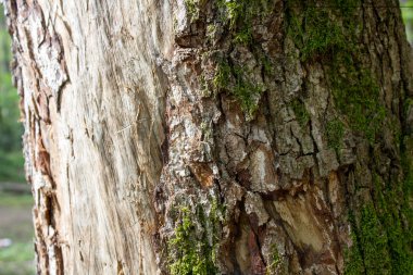 güzel doku ağaç gövde bölümü