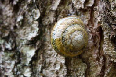 Salyangoz ve ağaç üzerinde yuvarlak bir lavabo ile