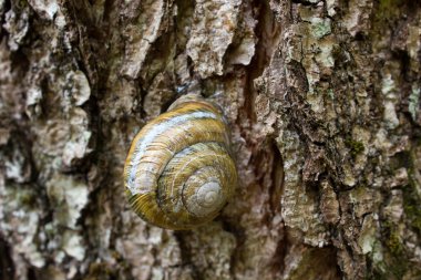Salyangoz ve ağaç üzerinde yuvarlak bir lavabo ile