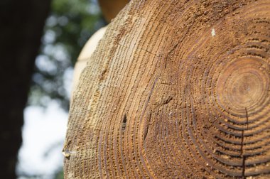 koyu ahşap plakalar duvarına