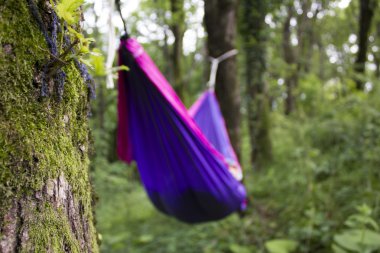 Ormandaki ağaçlar yumuşak hamak