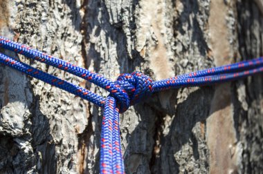 bir ağaç gövdesi sarılı ip