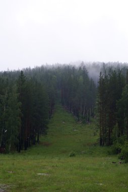 sis gece orman üzerinde