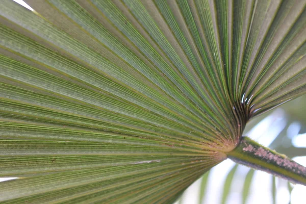 Palm green leaf close-up — Stock Photo, Image