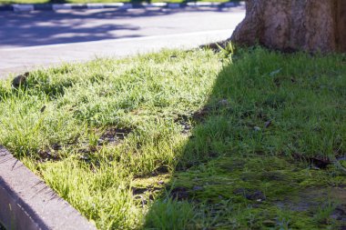Güneş tarafından aydınlatılmış yeşil çim çimen