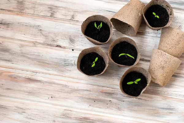 Plántulas vegetales en mesa de madera, enfoque selectivo — Foto de Stock