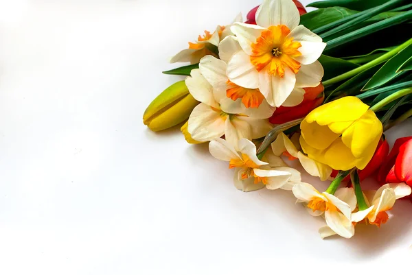 Belas tulipas primavera e narcisos — Fotografia de Stock