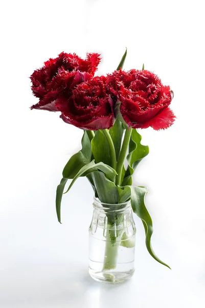 Spring flowers red tulips ina vase — Stock Photo, Image