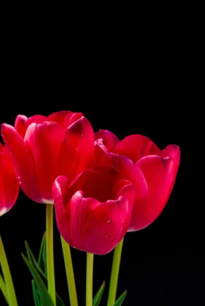 Spring flowers red tulips in vase — Stock Photo, Image