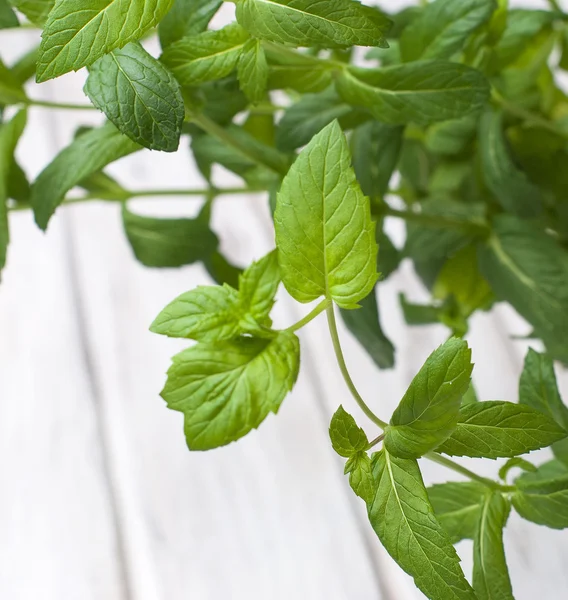 Crescente menta fresca come — Foto Stock