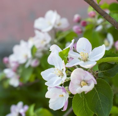 güzel pembe elma çiçeği yakın çekim