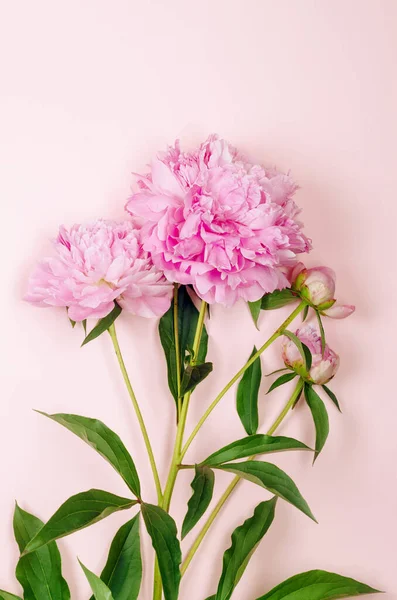 Lindas Flores Peônia Rosa Fundo Rosa Pastel Com Lugar Para — Fotografia de Stock