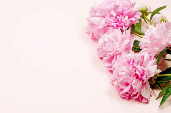 Цветки Розового Пиона Розовом Фоне Местом Текста Концепция Праздников Поздравительная — стоковое фото