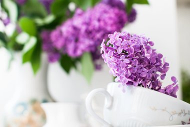 Bir fincan leylak fışkın