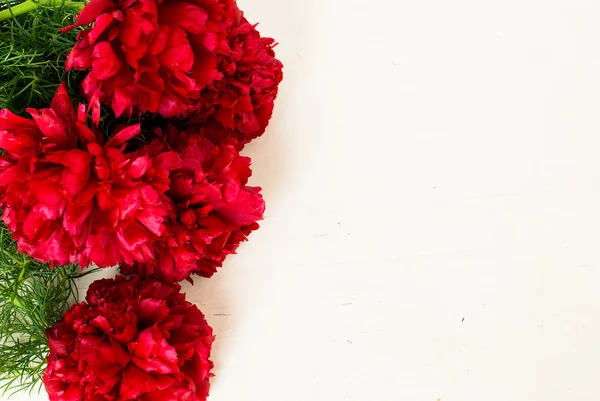 red peonies on a white background