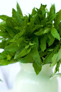 Bir sürahi taze yeşil nane