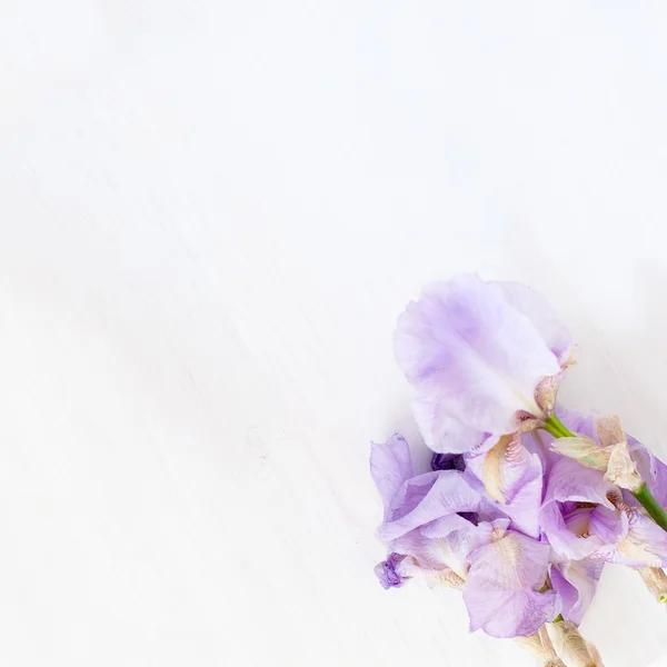 Iris flowers on a pink background — Stock Photo, Image