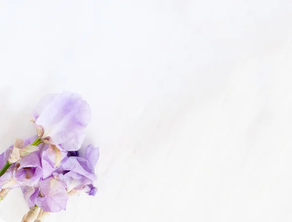 Iris flowers on a pink background — Stock Photo, Image