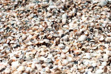 Kumdaki deniz kabukları.