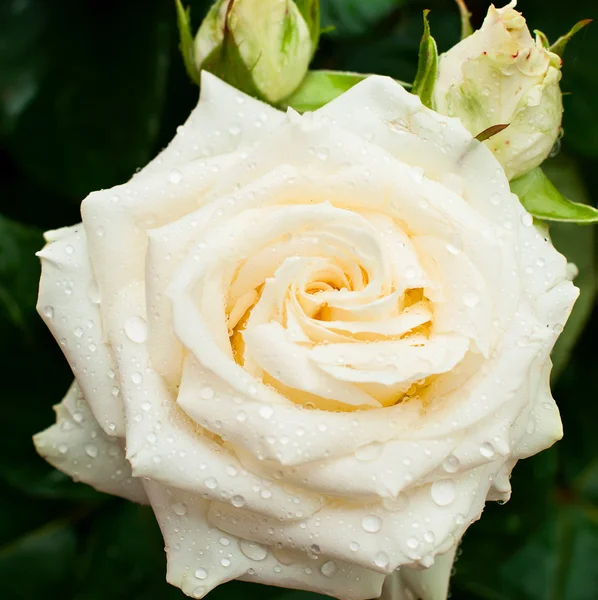 Rosa blanca con gotas — Foto de Stock