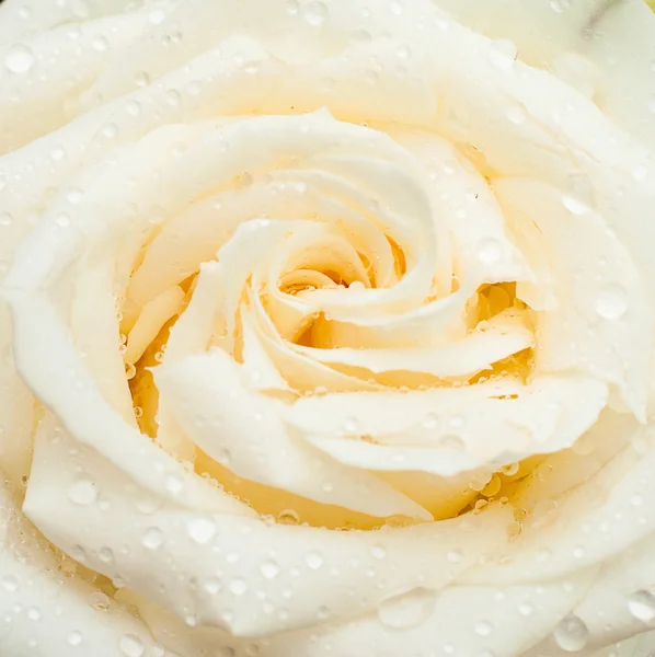 Белая роза с каплями — стоковое фото