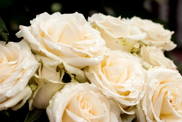 White rose with drops — Stock Photo, Image