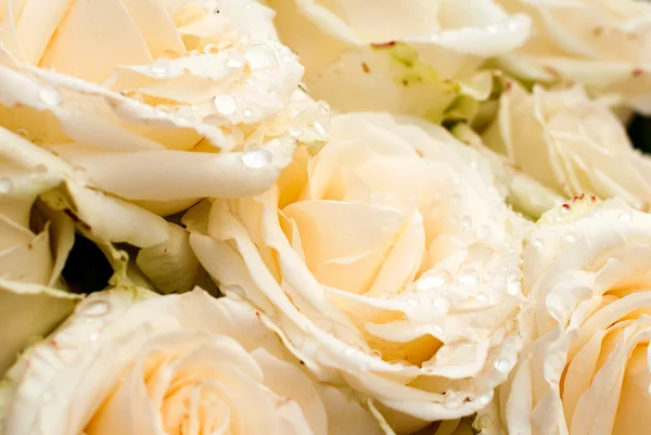 White rose with drops — Stock Photo, Image