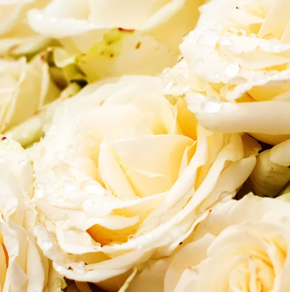 White rose with drops — Stock Photo, Image