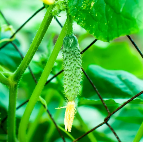 Young cucumber on the grid — Φωτογραφία Αρχείου