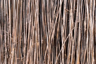 Kuru sazlık arka plan