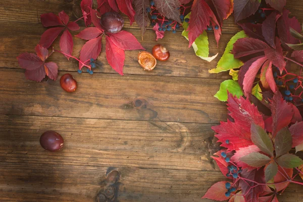 Outono folhas de borgonha de uvas selvagens — Fotografia de Stock