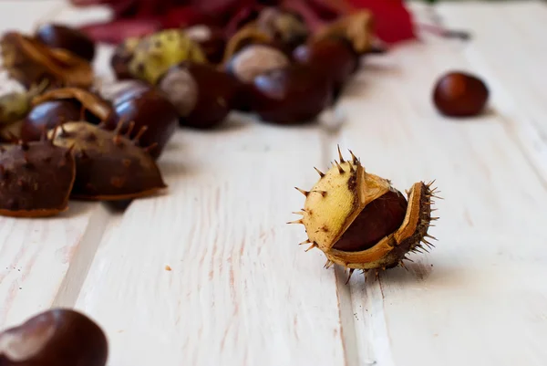 Nature series: ripe chestnut in the rind — Stock Photo, Image