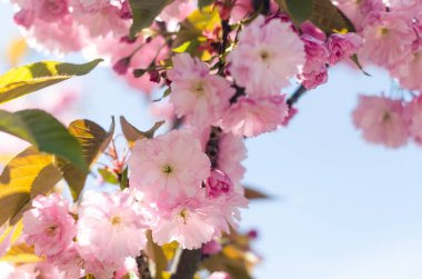 Sakura dalları, yumuşak pembe çiçeklerle altın bahar güneşi ve açık bir arkaplan ile aydınlatılıyor..