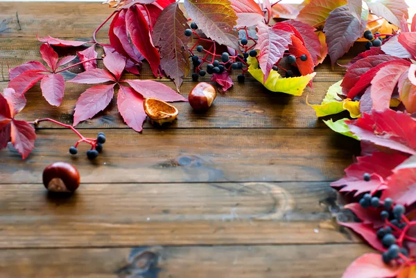 Outono folhas de borgonha de uvas selvagens — Fotografia de Stock