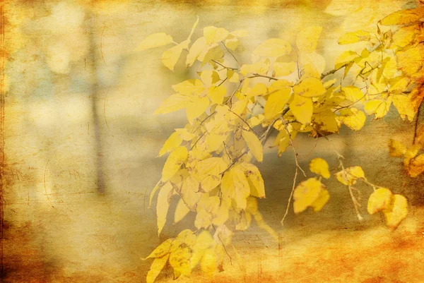 Falls Autumn Leaves branch background — Stock Photo, Image