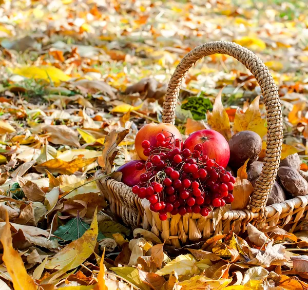 Colheita maçã, oxicoco, cogumelos em uma cesta — Fotografia de Stock
