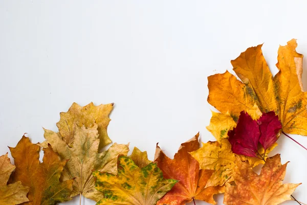 Feuille sèche jaune automne sur fond blanc — Photo