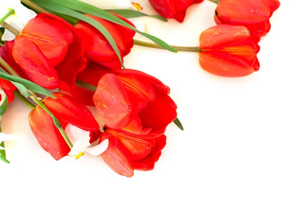 Красные тюльпаны и нарциссы — стоковое фото