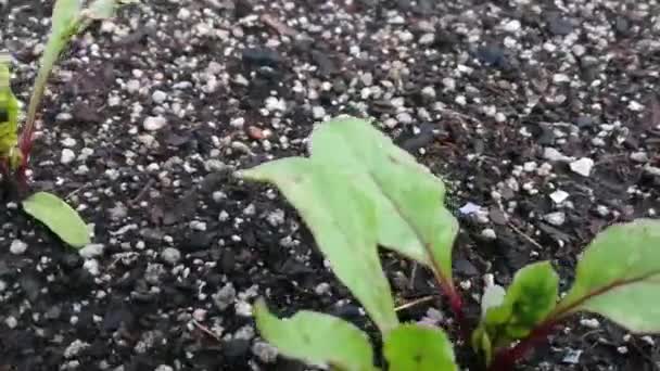 Giardino urbano con alcune piante sopra — Video Stock