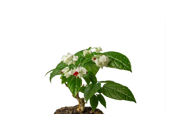 Toprakta çiçek açan ve yeşil yaprakları olan bir papaz çadırı sandığı. Beyaz arkaplanda izole.