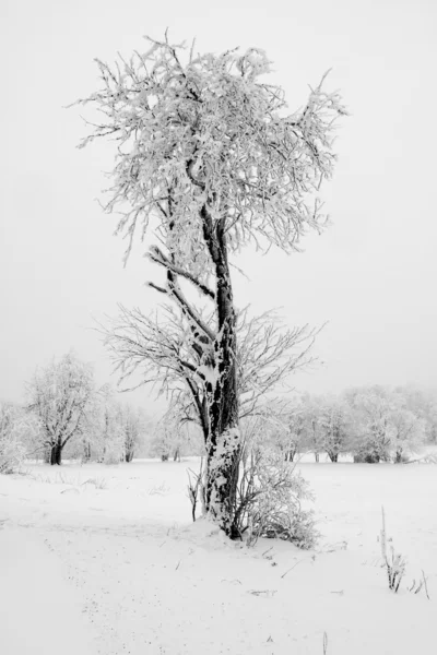 Árvore no inverno — Fotografia de Stock